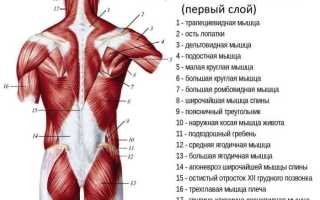 Анатомия мышц спины