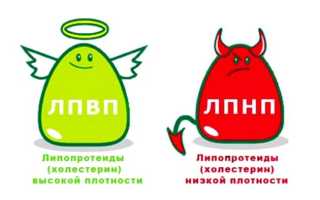 Все про холестерин: норма в крови, как снизить